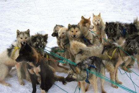 muta di cani da slitta